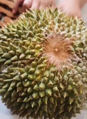马来西亚榴莲黑刺果肉液氮