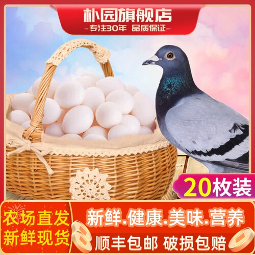 新鲜20枚个头鸽子蛋顺丰包邮