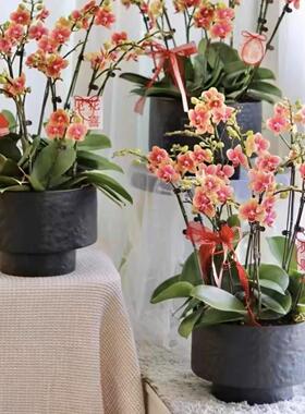 花盆大蕙兰蝴蝶兰大口径低款花器植物盆栽盆景花器蝴蝶兰蝴蝶兰