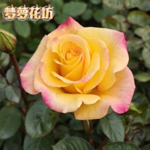花苗 庭院观花植物地栽盆栽 澳洲黄金月季 北京基地直发