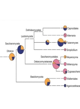 Top2博士团队提供网络药理学/GO/KEGG/Cytoscape作图/PPI网络服务