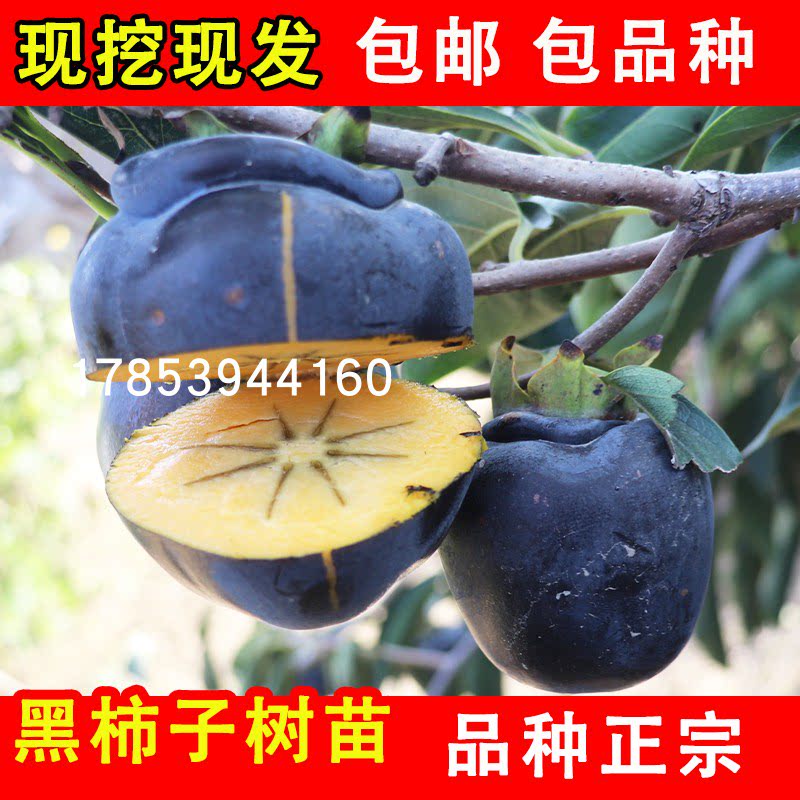 黑柿子苗价格 黑柿子苗图片 星期三