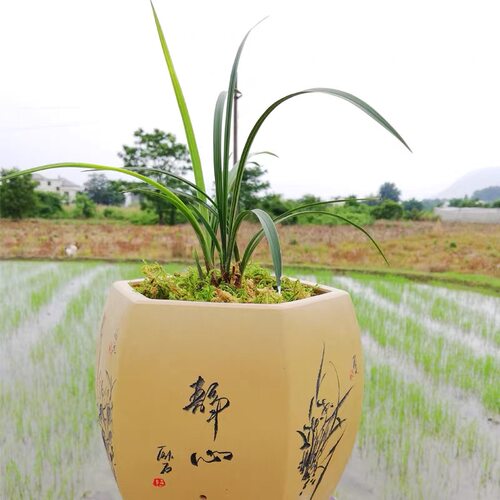 直播间25-200基地裸根发货 正品 室内盆栽 开花香叶有微瑕