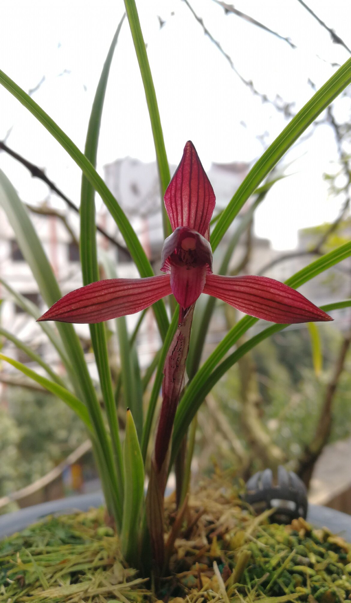 包邮浙江省老种兰花苗 春兰 刘三红  阳台盆栽绿植植物花卉