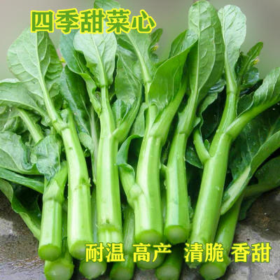 四九菜心种子阳台白菜苔四季播盆栽蔬菜种籽广东油青甜心菜孑莱子