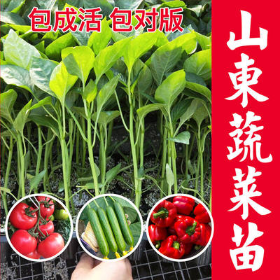 其他蔬菜苗秧蔬菜苗秧番茄