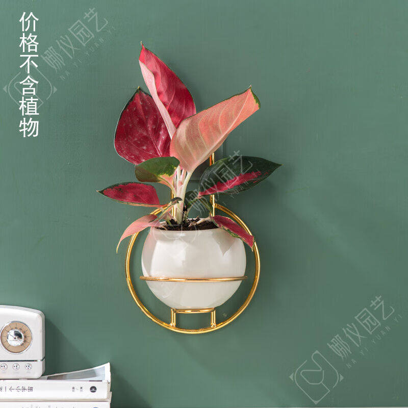 壁挂花盆新款免钉创意壁挂迷你小花盆栽水培植物水养绿萝玻璃花瓶