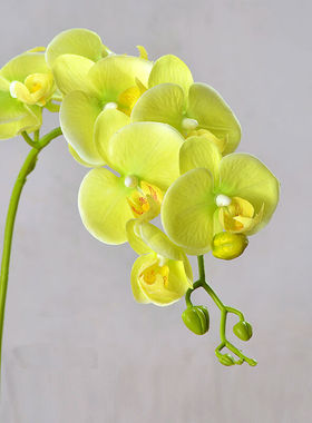 蝴蝶兰仿真花过胶手感蝴蝶兰仿真花单支花客厅家居装饰花黄色绢花