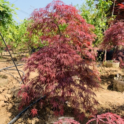 外山青龙羽毛枫女神精灵红枫盆栽