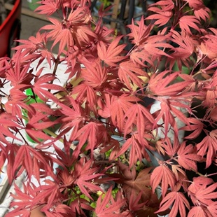 苏之硕园林 斑点美人 歌姬粉色系枫树盆栽 原盆原土发货 可拍照选