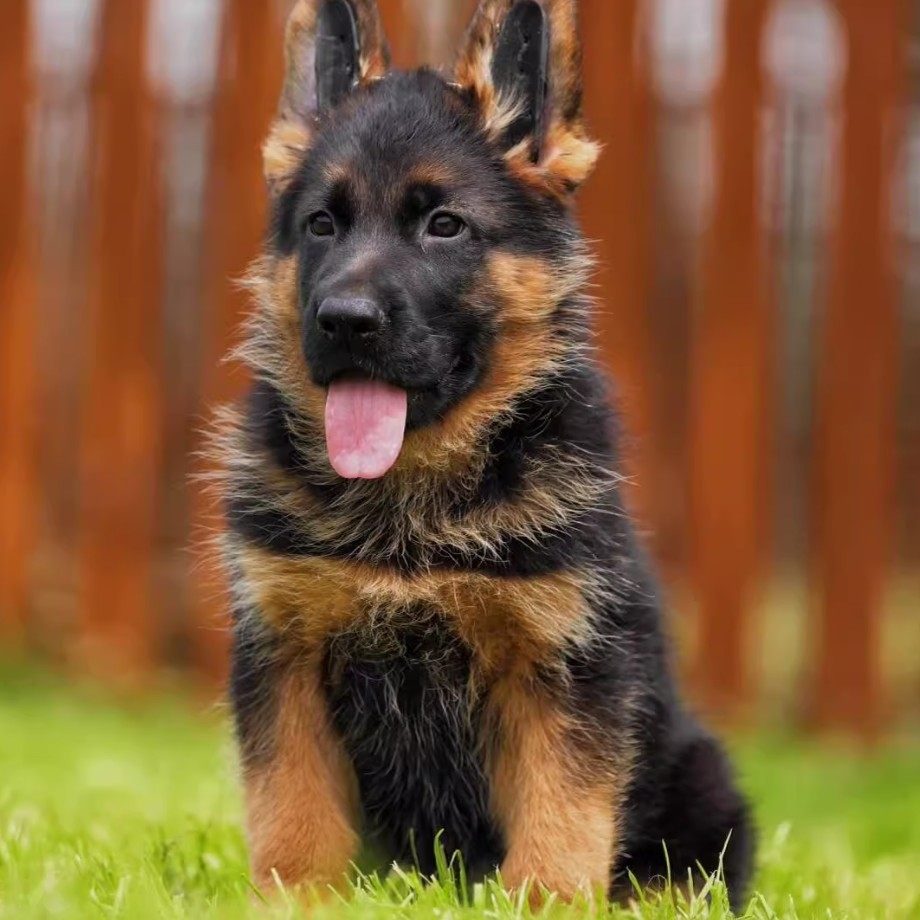 德国牧羊犬幼犬中型犬德国牧羊犬幼崽纯种高品质（实物挑选为准）