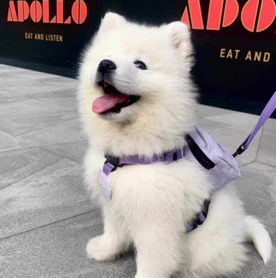 萨摩耶幼犬大型犬萨摩耶幼崽狗狗活体纯种雪橇犬（实物挑选为准）