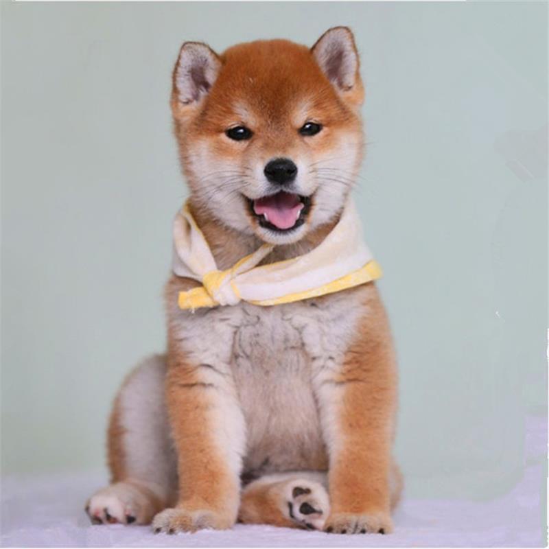 本地纯种柴犬幼犬活体双血统小型日本赤柴黑白豆柴秋田宠物狗