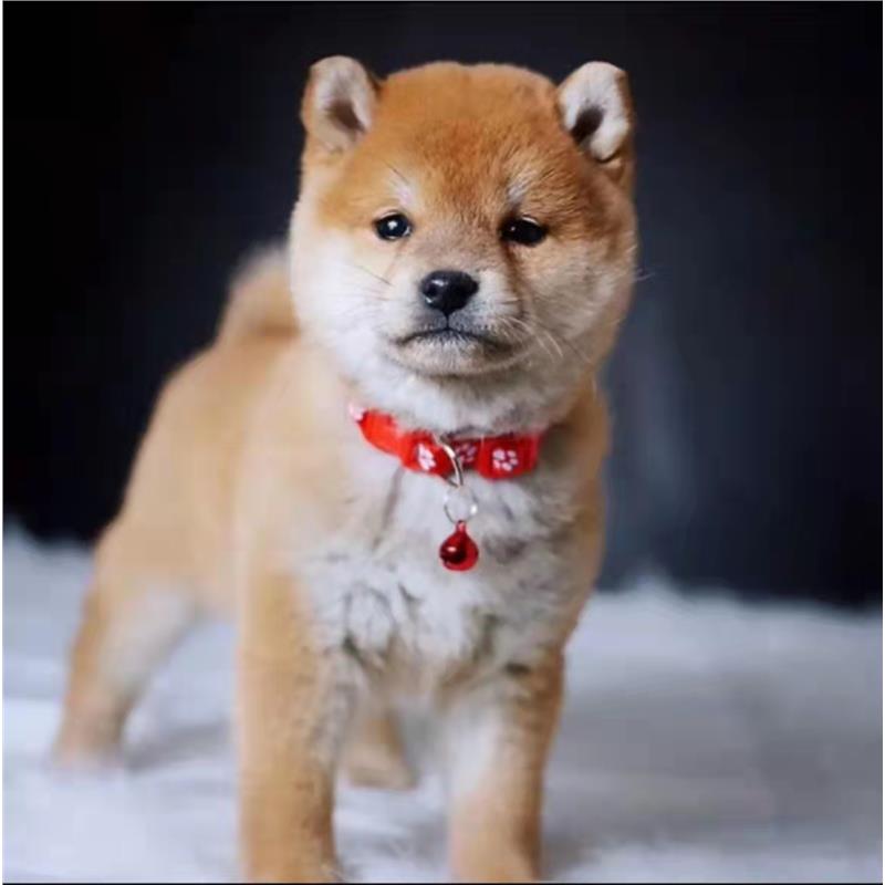本地纯种柴犬幼犬活体双血统小型日本赤柴黑白豆柴秋田宠物狗