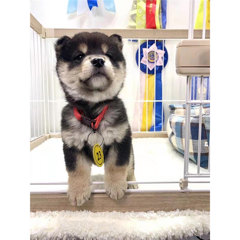 本地纯种柴犬幼犬活体双血统小型日本赤柴黑白豆柴秋田宠物狗
