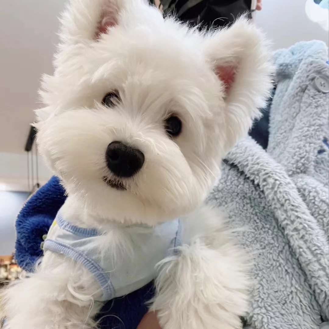 本地纯种西高地白梗幼犬西部高地白梗宠物狗活体小型家养狗狗