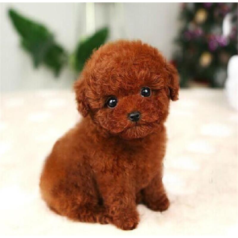 本地纯种泰迪幼犬茶杯犬灰泰迪贵宾犬香槟泰迪小型犬活体宠物