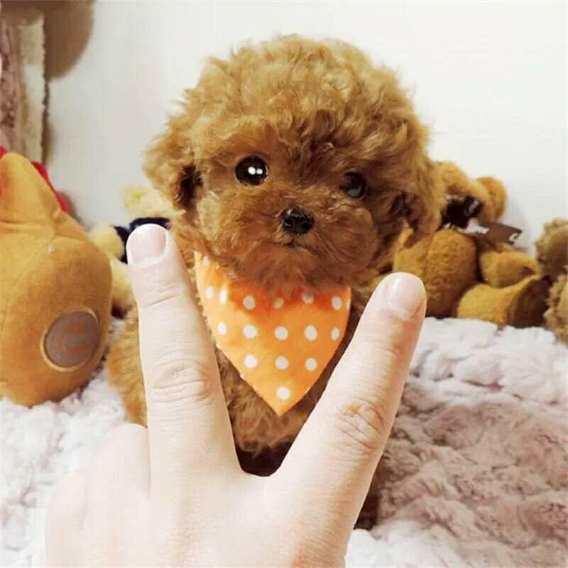 本地纯种泰迪幼犬茶杯犬灰泰迪贵宾犬香槟泰迪小型犬活体宠物