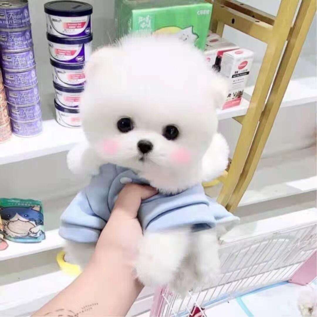纯种博美幼犬活体长不大茶杯犬哈多利博美俊介小型犬宠物狗狗