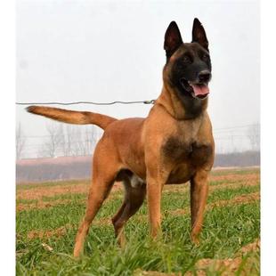 本地纯种马犬幼犬活体宠物军犬警犬大型狼狗猎狗看家护卫狗狗