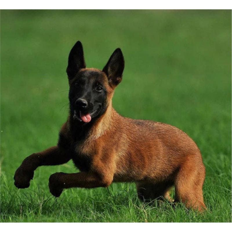 本地纯种马犬幼犬活体宠物军犬警犬大型狼狗猎狗看家护卫狗狗