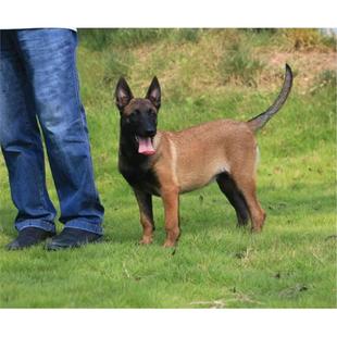 本地纯种马犬幼犬活体宠物军犬警犬大型狼狗猎狗看家护卫狗狗