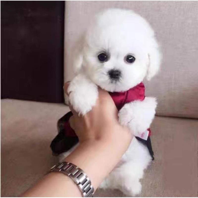 比熊幼犬活体真狗比熊犬泰迪犬小型犬茶杯犬博美犬白色宠物狗