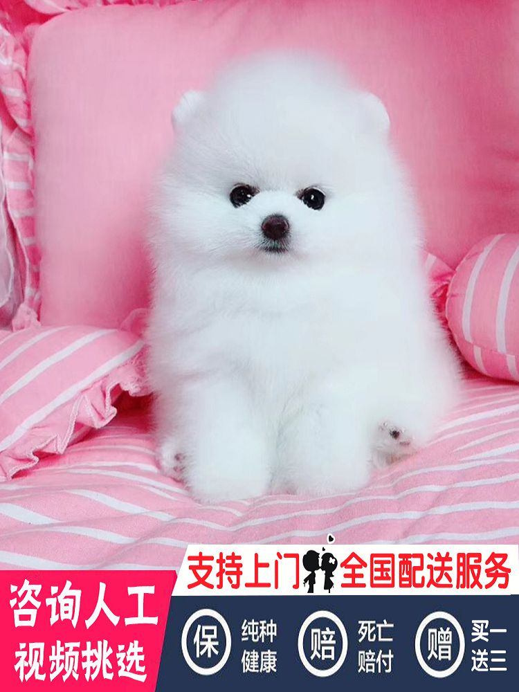 郑州博美纯种博美幼犬茶杯犬长不大俊介小型犬活体黄色博美犬宠物