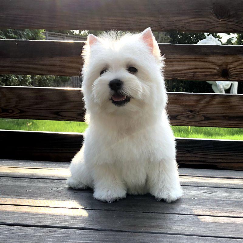 本地纯种西高地白梗幼犬西部高地白梗宠物狗活体小型家养狗狗