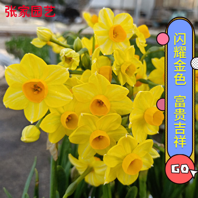 冬季黄水仙新品花多花期长