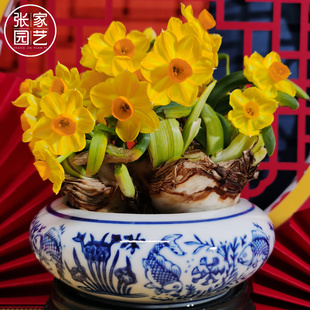 【雕刻金水仙】水仙花种球水仙黄水仙室内水养水仙贵族盆栽花种子