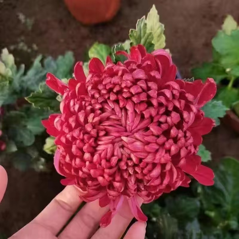 （红绣球）菊花盆栽带花苞基地直发大花九月菊阳台庭院耐寒绿植