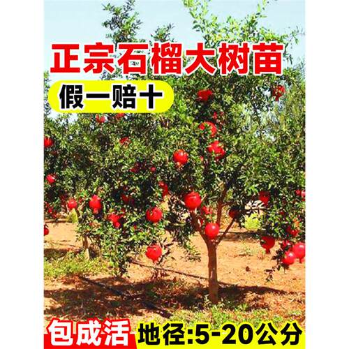 特大石榴树树苗突尼斯软籽盆栽嫁接庭院地栽水果树南北方耐寒四季
