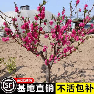 紫叶碧桃树苗桃树小苗庭院彩叶大型耐寒绿化风景树红花碧桃树活苗