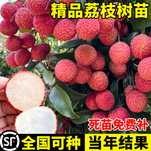 荔枝树苖无核桂味果树盆栽妃子笑嫁接水果树苗糯米糍果苗当年结果