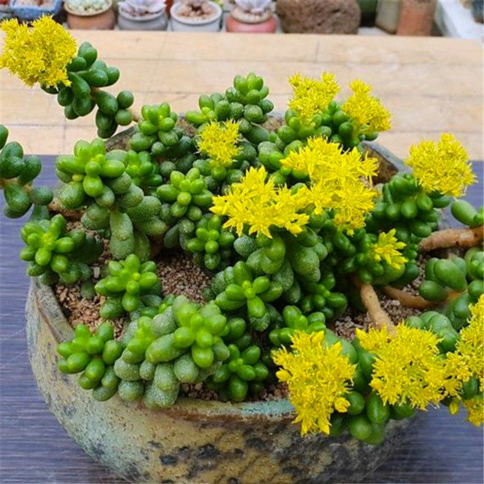 绿龟之卵多肉植物盆栽绿毛豆丸叶松绿肉肉绿植花卉办公桌