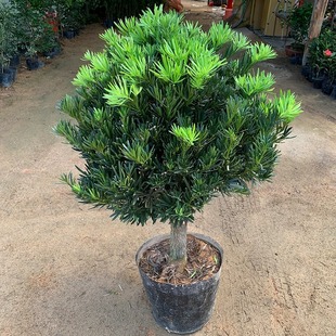 罗汉松盆景树桩老桩树苗盆栽造型树大型室外别墅庭院小苗名贵大树