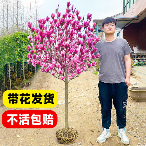 红白紫黄广玉兰花树苗带花苞二乔大树庭院地栽盆栽植物四季开花卉