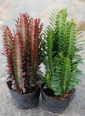 龙骨花盆栽巴西龙骨仙人柱玉麒麟好养植物招财四季盆栽绿植花卉