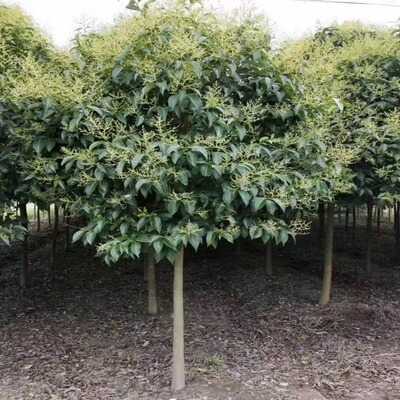 高杆大叶女贞树苗四季常青