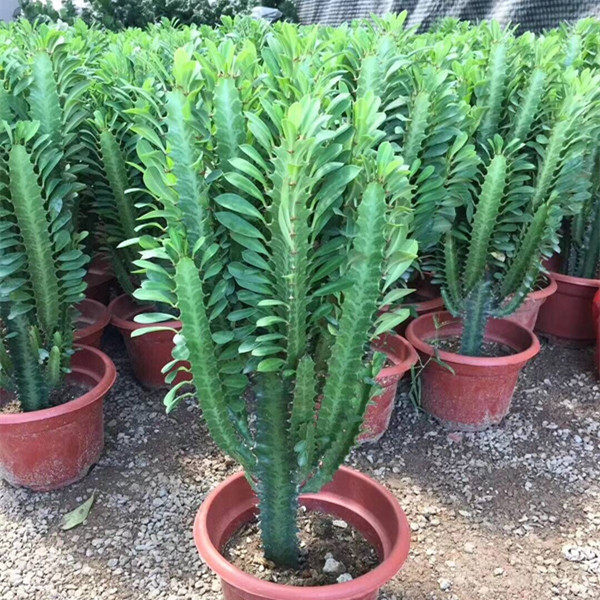 仙人掌多肉植物七彩龙骨青紫龙骨吸甲醛客厅室内花卉盆栽