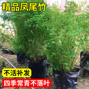 米竹凤尾竹客厅绿植室内盆栽庭院植物竹子苗慈孝竹好养活竹子树苗