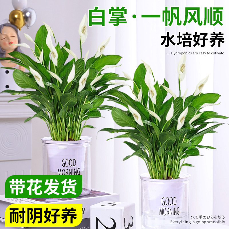 一帆风顺盆栽白掌教师节花卉绿箩水培植物室内办公室红掌四季开花
