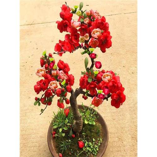 海棠花盆栽树苗景重瓣老桩