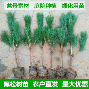 黑松树苗日本黑松小苗盆栽地栽黑松盆景素材苗四季常青耐旱植物