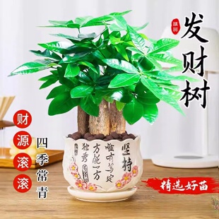 发财树小盆栽2024新款绿植室内桌面多肉富贵竹四季水培发财树盆景