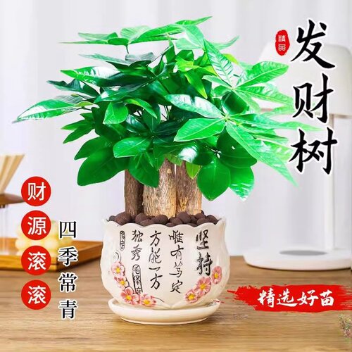 发财树小盆栽2024新款绿植室内桌面多肉富贵竹四季水培发财树盆景