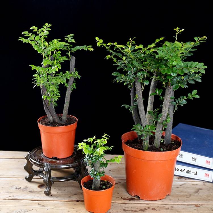 小叶紫檀盆景栽植物室内