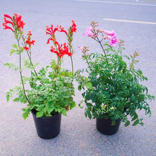 粉色凌霄盆栽橙色凌霄花苗爬藤植物中华硬骨凌霄炮仗花带花苞阳台