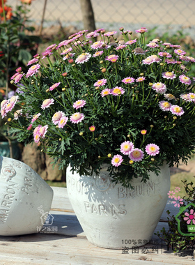 欧式复古粗陶红陶手压红陶多肉植物老桩盆大口径庭院阳台花卉花盆